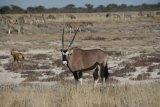 Oryx Antilope