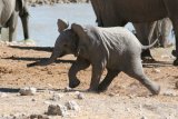 Baby Elefant mit Flausen im Kopf