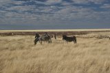 Zebras in weiter Ebene