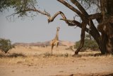 Eingepasste Giraffe