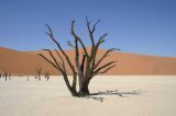 Toter Baum im Deadvlei