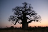 Baobab - Affenbrotbaum