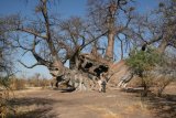 Gespaltener Baobab