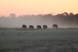 Elefanten im Abendlicht