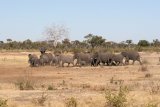Elefanten auf dem Weg zum Wasserloch