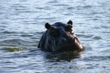 Hippo beim Baden