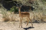 Impala