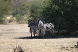 Schatten suchende Zebras