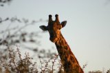 Herabschauende Giraffe