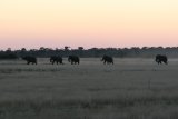 Elefanten in Abendröte