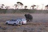 Nie zwischen Elefant und Wasserloch geraten